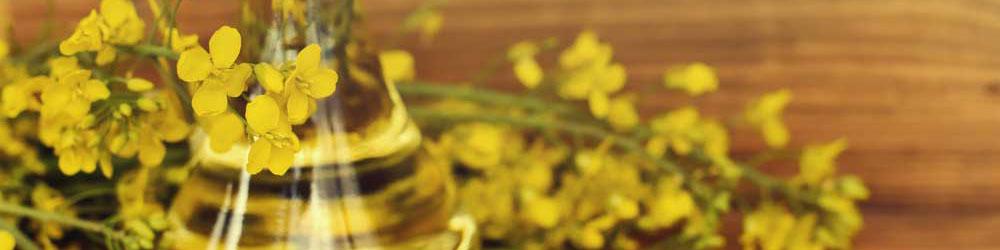 افزایش تولید روغن، مانع خروج 300 میلیون دلار ارز شد/ تولید کلزا به 500 هزارتن می‌رسد