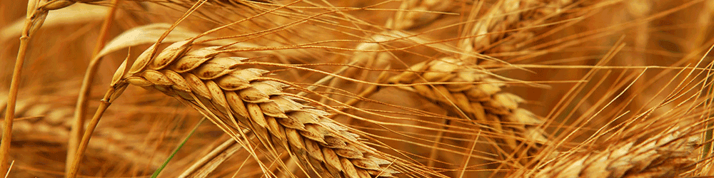 خرید گندم از 8 میلیون و 853 هزار تن فراتر رفت