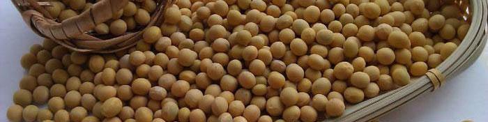 خطر حذف ارز مبادله‌ای کنجاله سویا/ کارخانه‌های روغن‌کشی فشار آوردند