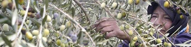 آغاز فصل برداشت زیتون در کشور/ کاهش ۱۵ درصدی قیمت‌ها