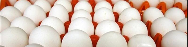 واردات پودر تخم مرغ دردسر ساز شد/ ثبات نسبی قیمت در بازار