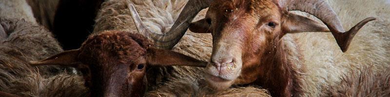 فرانسه به بازار گوشت ایران هم وارد شد/ واردات ۱۳ هزار راس گوسفند برای پرواربندی