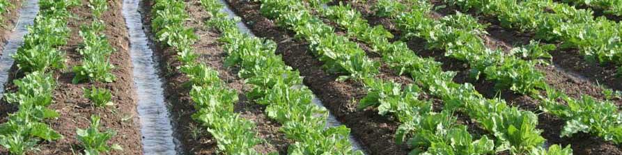 تعلل در اعلام نرخ شکر و گرفتاری چغندرکاران