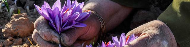 زعفران خراسان جنوبی، طلایی با عیار 24