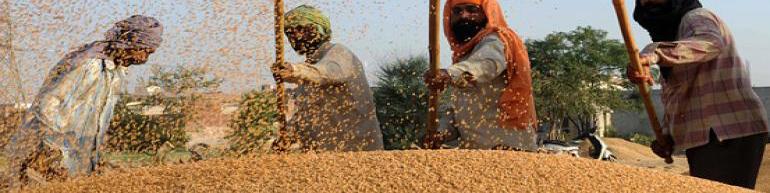 تولید ۸ میلیون و ۸۷۴ هزار تن گندم در کشور/ استمرار در خودکفایی گندم