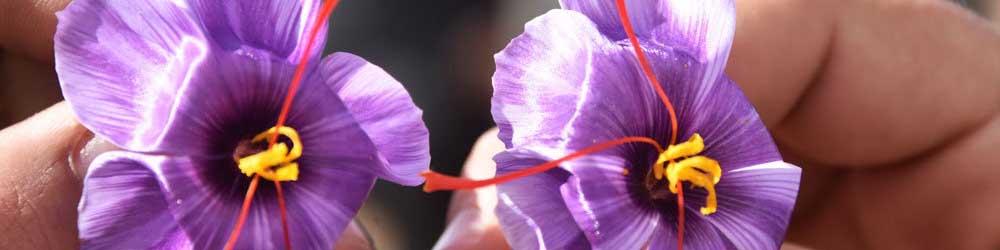 کاهش ۶۰۰ هزارتومانی قیمت هرکیلوگرم زعفران/ برداشت تا ۱۵ آذر ادامه دارد