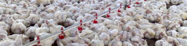 شیوع بیماری آنفلوانزای پرندگان صنعت مرغداری