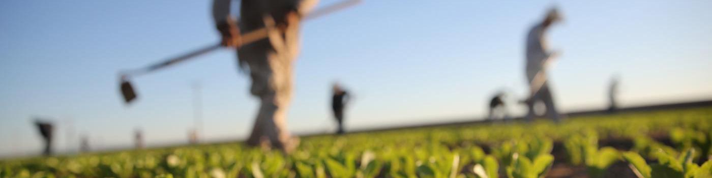 تغییرات اقلیمی و تاثیر آن بر افزایش قیمت مواد غذایی