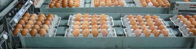 میانگین قیمت هرکیلو تخم مرغ درب مرغداری به ۵۳۰۰ تومان رسیده است