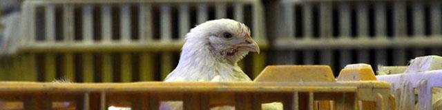 عظیم حجت: کاهش قیمت مرغ بر شانه‌های مرغداران سنگینی می‌کند