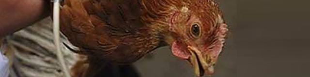 ۲هزار میلیارد تومان؛ خسارت وارده به صنعت مرغ تخم گذار