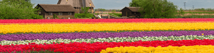 با وجود برابری مساحت، چرا مازندران هلند نشد