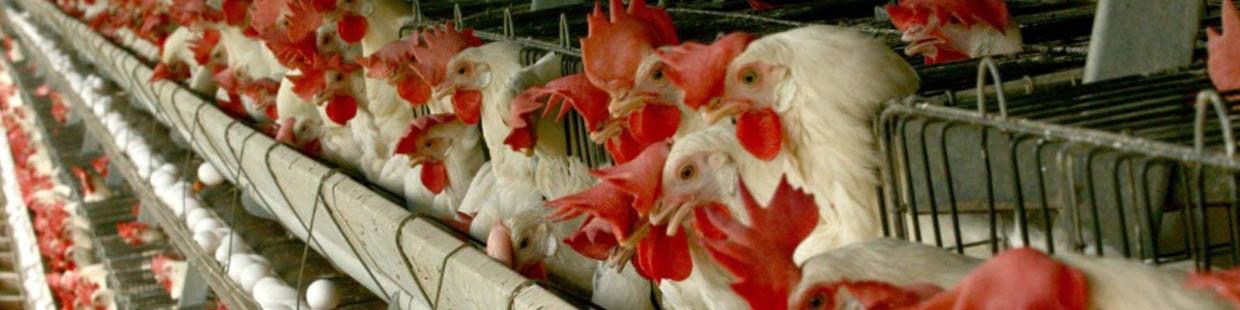 آنفلوآنزای فوق حاد پرندگان 310 میلیارد تومان به مرغداران خسارت وارد کرد