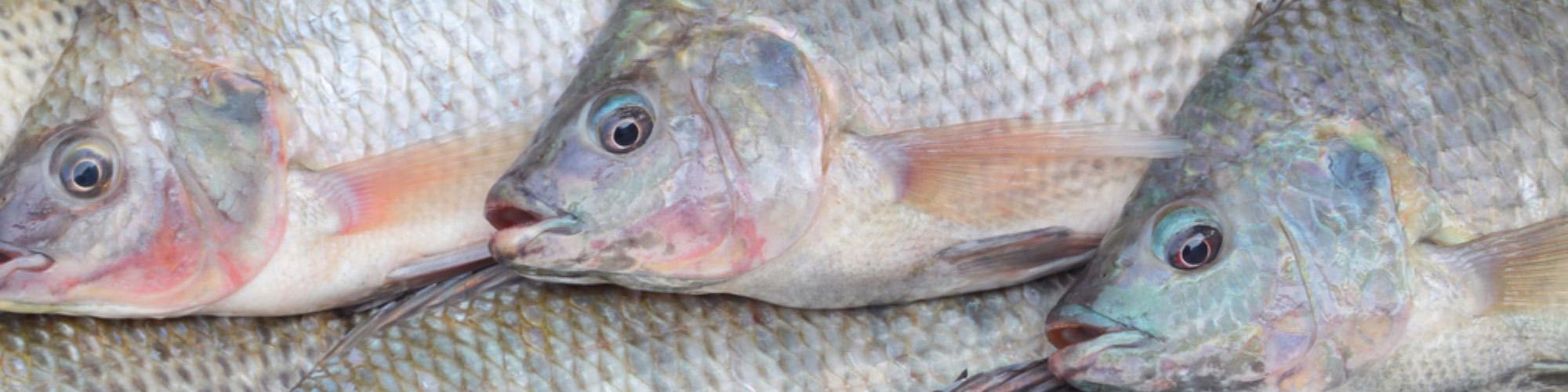 عدم صحت ممنوعیت واردات ماهی تیلاپیا