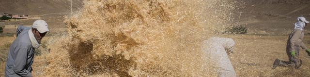 باوجود گذشت ۵ماه از آغاز سال زراعی، هنوز خبری از اعلام نرخ خرید تضمینی گندم نیست