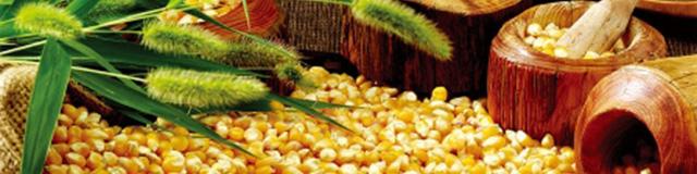 با افزایش تعرفه واردات محصولات تراریخته، قیمت مواد پروتئینی 50 درصد افزایش خواهد داشت