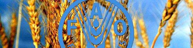 تولید غلات رکورد جهانی را شکست