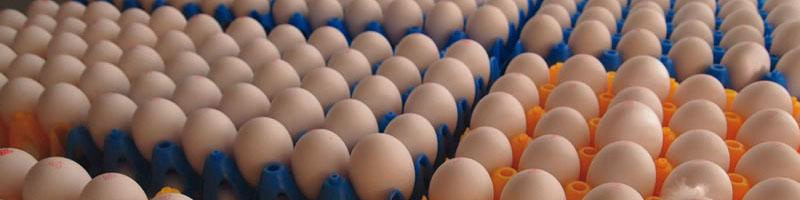 کمبود تخم مرغ قیمت آن را بالاتر برد