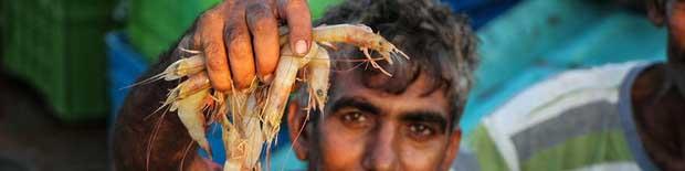 رشد ۴۰ درصدی صادرات آبزیان