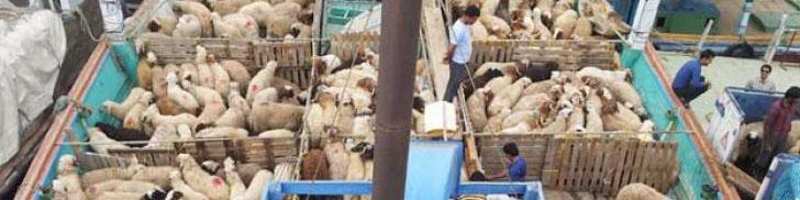 اسدالله عسگراولادی: در صادرات دام به روسیه مشکل داریم