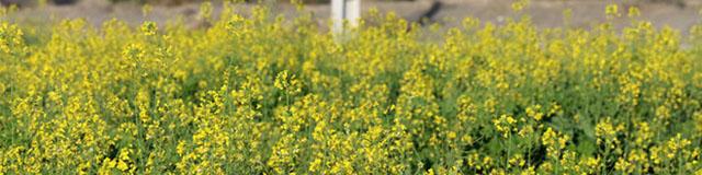 همکاری فائو و ایران در حوزه تولید دانه‌های روغنی