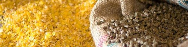 نرخ نهاده‌های دامی افزایش نیافته است/ برخی با شایعه پراکنی بازار را متشنج می‌کنند