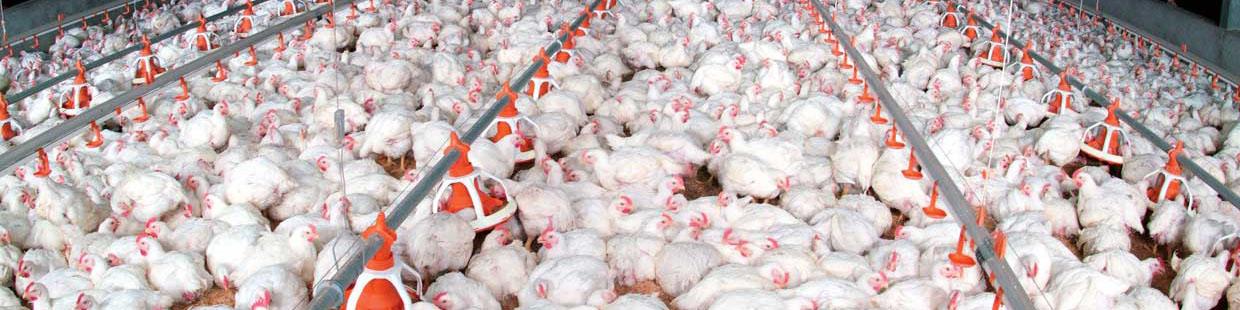 قیمت مرغ در خرده فروشی به ۸۳۰۰ تومان رسید