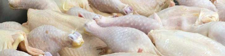 بازار مرغ به سبب افزایش عرضه نسبت به تقاضا تعریف چندانی ندارد