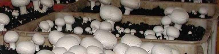 عظیمی: ارائه مشوق‌های مالی برای تولیدکنندگان قارچ