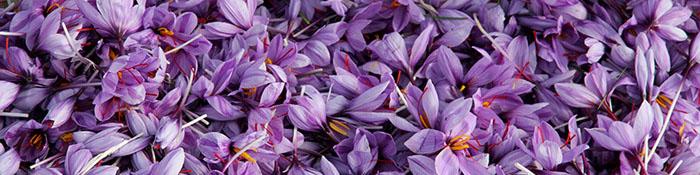 غلامرضا میری: افزایش ۲۶ درصدی صادرات زعفران