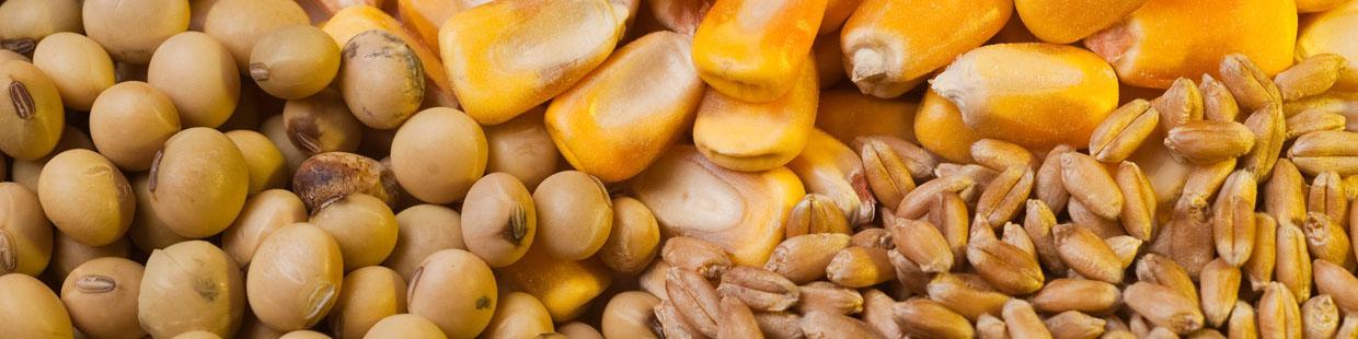 افزایش سرسام آور قیمت نهاده‌ها عامل اصلی کمبود عرضه مرغ