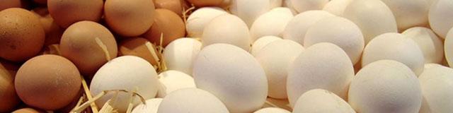 کاهش قیمت تخم مرغ داخلی