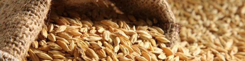 گمرک: واردات جو در چهار ماه نخست امسال افزایش 93 درصدی داشت