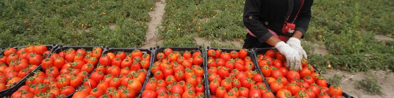 افزایش قیمت گوجه فرنگی ناشی از محدودیت فصلی تولید است