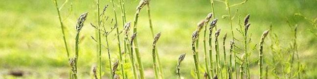 بی‌اطلاعی مسئولین بذر کشور از یک ابلاغیه وزارت جهاد