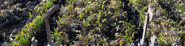 لزوم اصلاح نرخ خرید تضمینی چغندرقند/ وزارت جهادکشاورزی پیگیر است