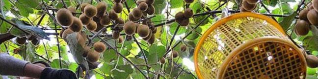 رئیس اتحادیه فروشندگان میوه و سبزی: بازار میوه عید آرام خواهد بود