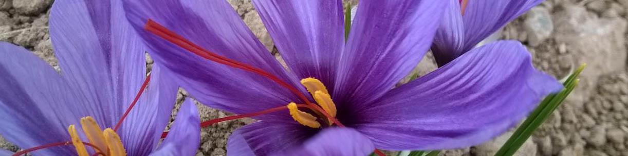 اسپانیا با زعفران ایرانی به صادرکننده نخست این محصول بدل شد