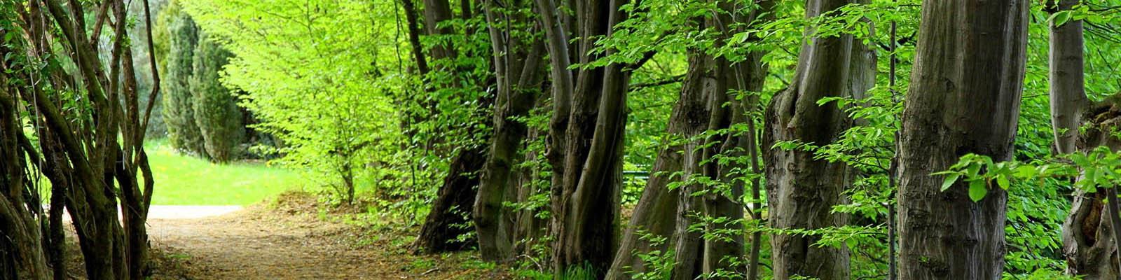 بیماری و آفات تهدید بزرگ جنگل های کشور است