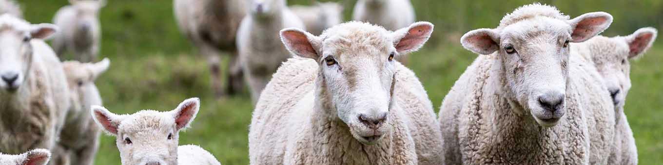 ادامه واردات دام زنده در روزهای آتی تا تعادل بازار