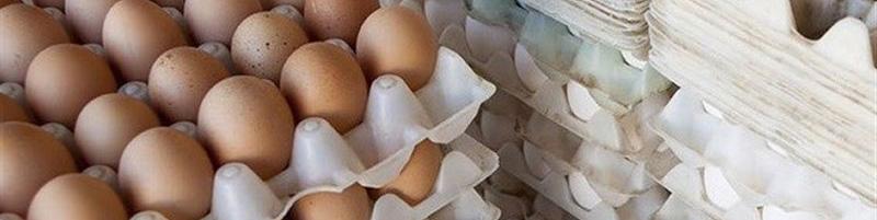 قیمت تخم‌مرغ به زیر ۵ هزارتومان کاهش می‌یابد