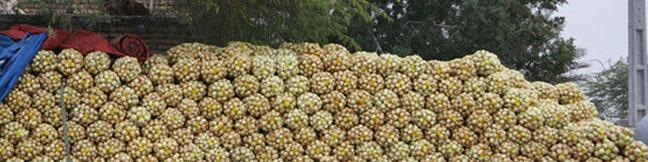 قاچاق پیاز با کامیون‌های حامل گوجه!