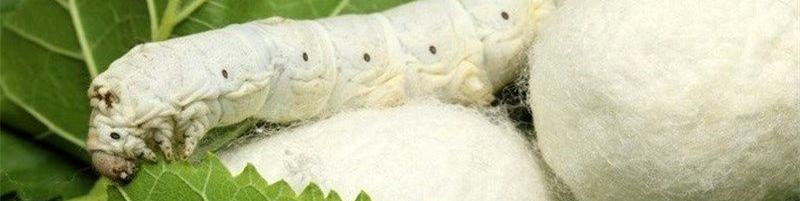 دستیابی به رکورد ۱۰ ساله در تولید پیله‌تر، بزودی/ قیمت تخم هر جعبه نوغان ۷۵۰۰ تومان