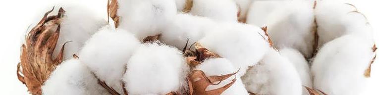 واردات چمدانی و رسمی پوشاک، تولید طلای سفید را به ورطه نابودی کشاند/ تامین ۷۰ درصد پنبه داخل از طریق واردات