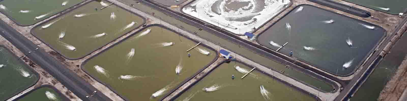 آبزی‌پروری در شیلات باید بیشتر از میزان صید باشد