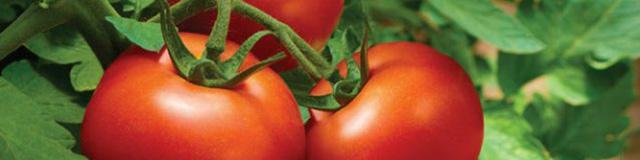 خرید حمایتی گوجه فرنگی همچنان ادامه دارد