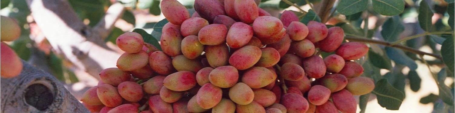 بازار آتی با پسته سکه می‌شود