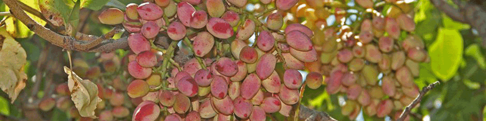 معاملات آتی پسته برای اولین بار در دنیا راه اندازی شد