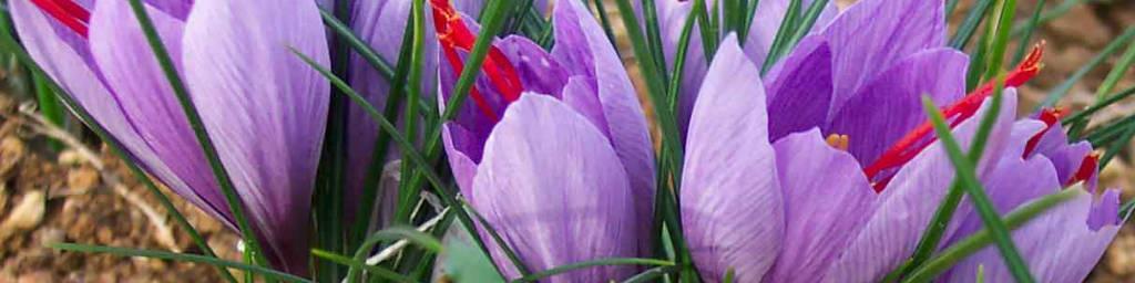 تعاون روستایی در بازار زعفران هدفمند حضور دارد