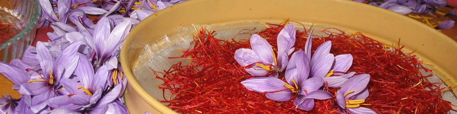 جزئیات اجرای طرح خرید حمایتی زعفران در سال ۹۸